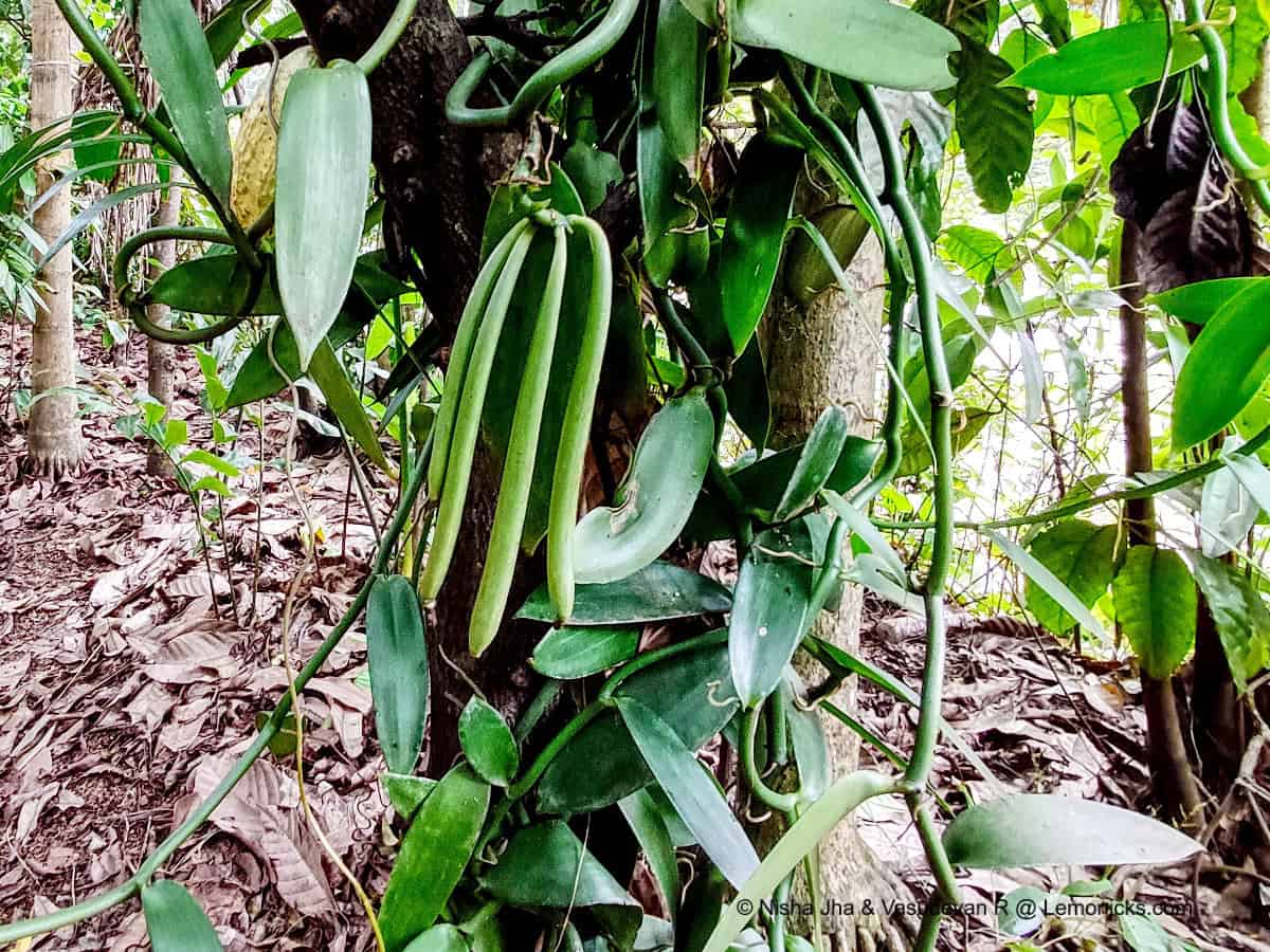 15 Best Things to Do in Kandy : Unforgettable Experiences 15 Things to do and places to visit in Kandy Vanilla PLant in Spice Garden