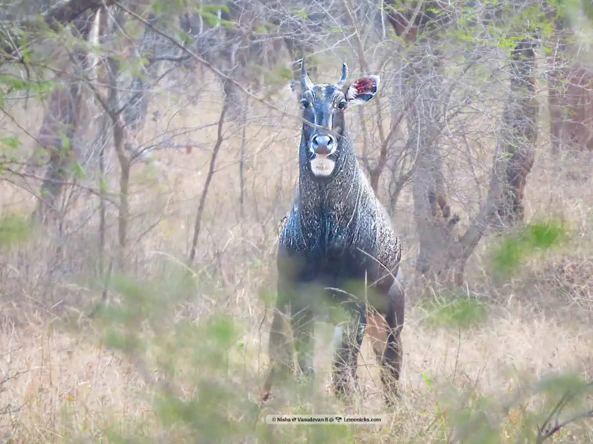 Top Indian Couple Blog by Nisha Jha and Vasudevan R - Kuno National Park; 10 Reasons to Fall in Love with this Jewel