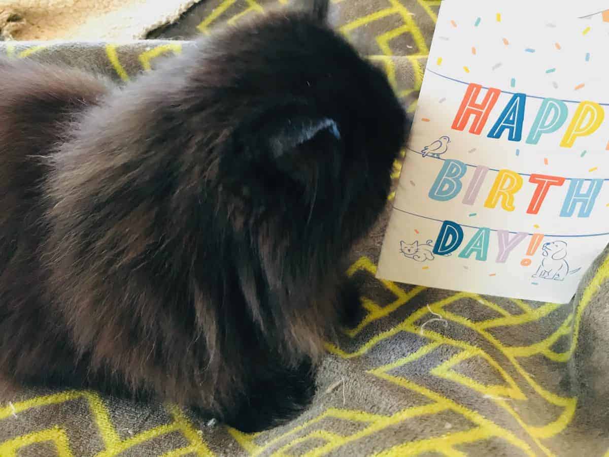black persian looking at his birthday card from chewy.com