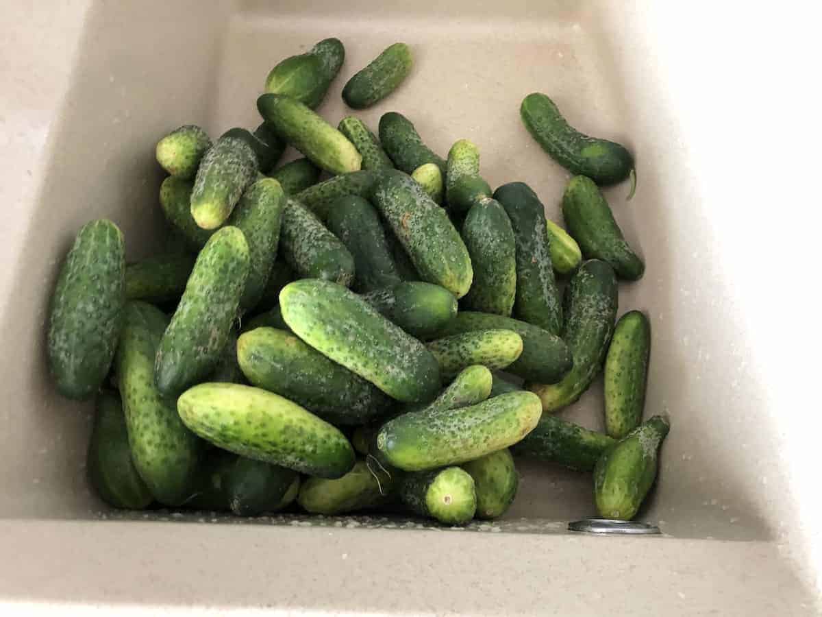 Cucumbers in a box.