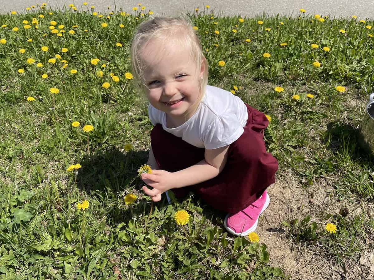 child collecting dandelions.