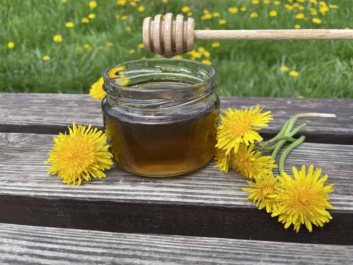 Dandelion syrup in a jar.