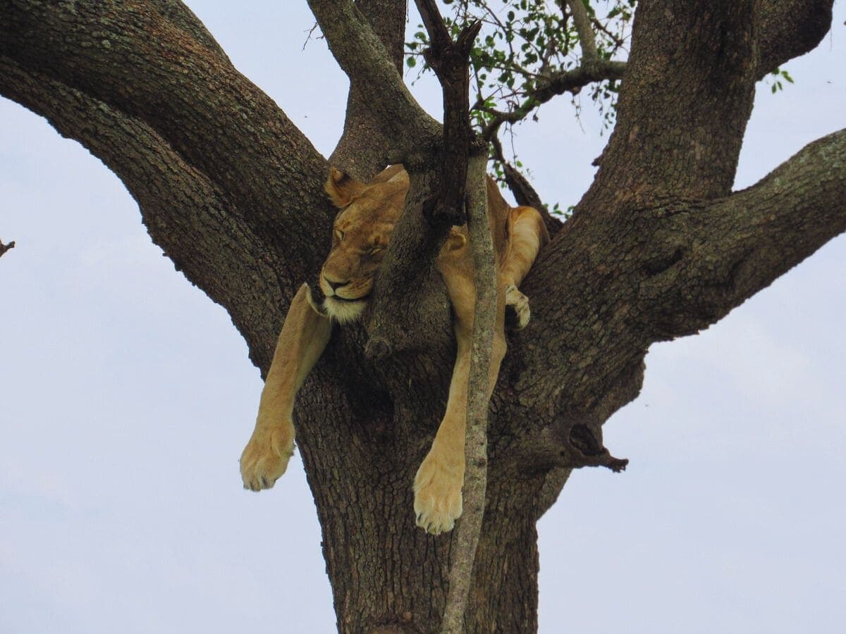 Best Time to Visit Tanzania, Tree Climbing Lion Best Time to Visit to Visit Tanzania, Image of Tree Climbing Lion