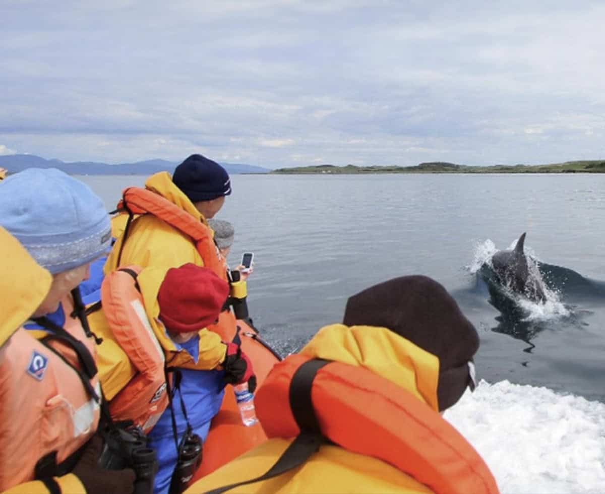 dolphin watching1