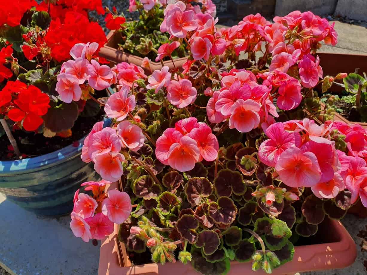 beautiful pink and red flowers in a sunny garden