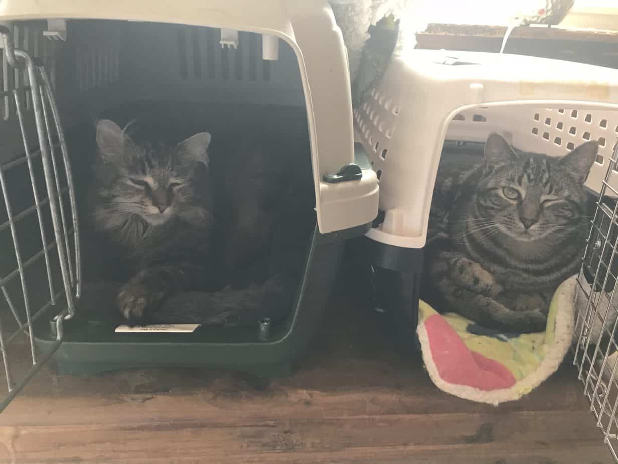 tabby cats in carriers