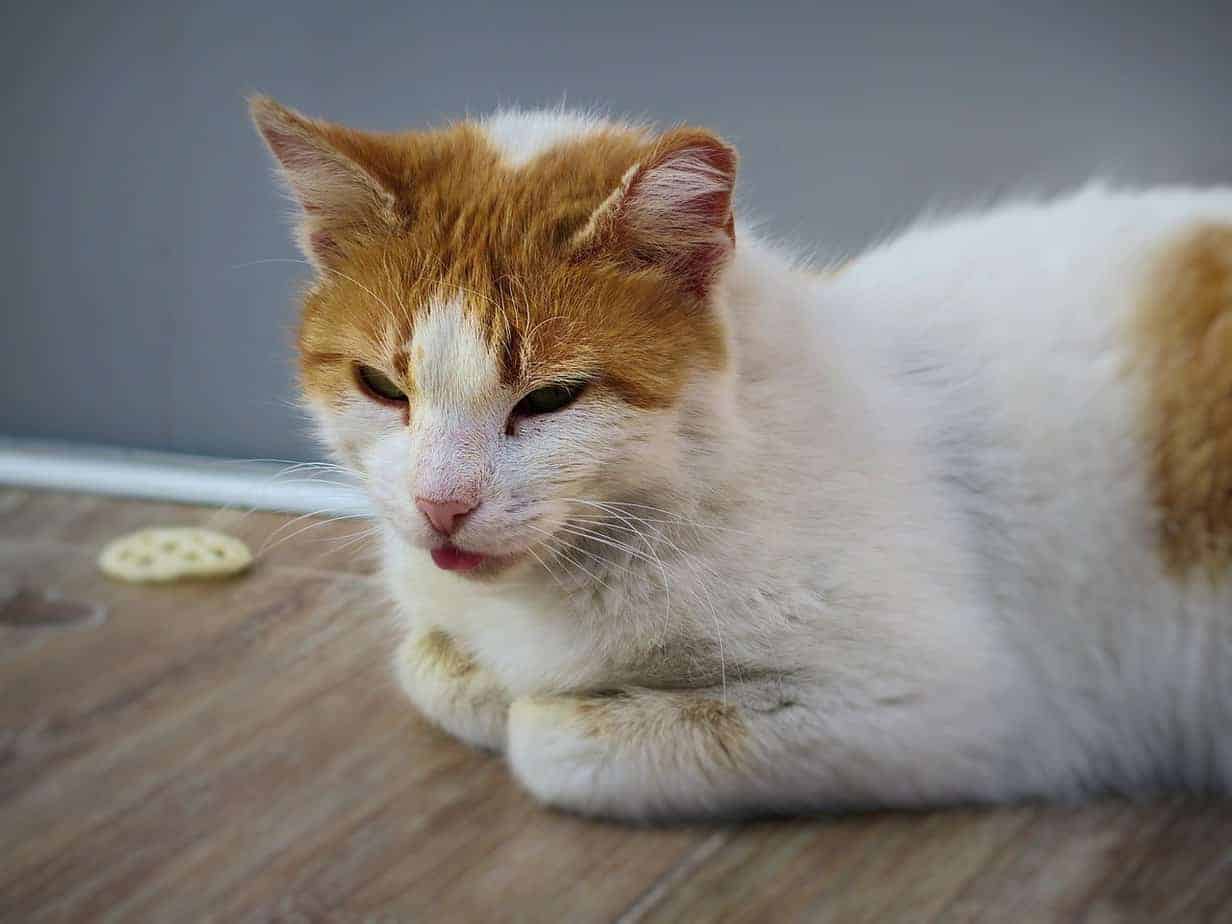 red and white cat