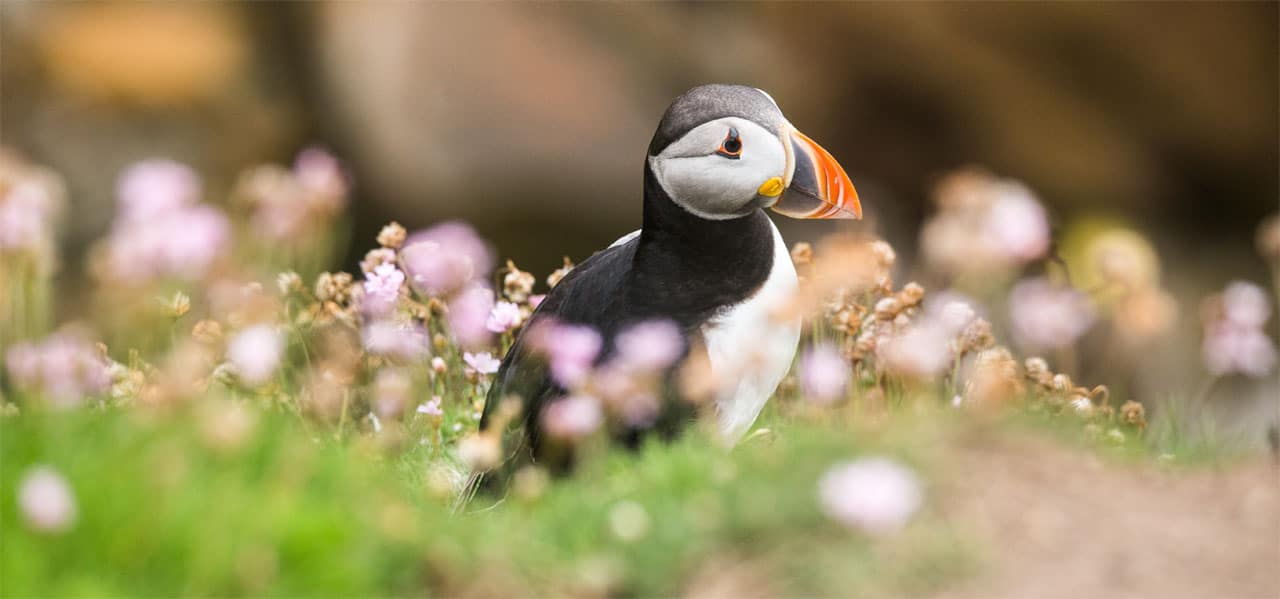 Saltee island puffin 1