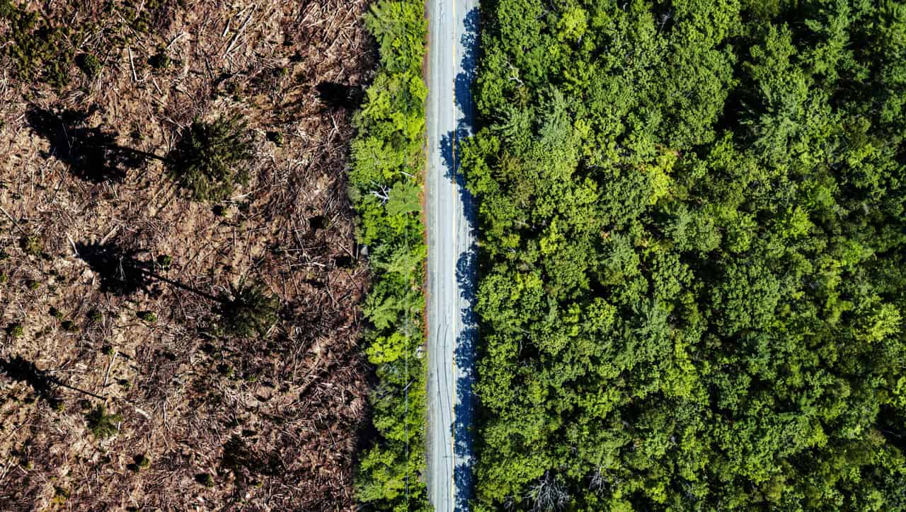 toilet paper deforestation harm environment