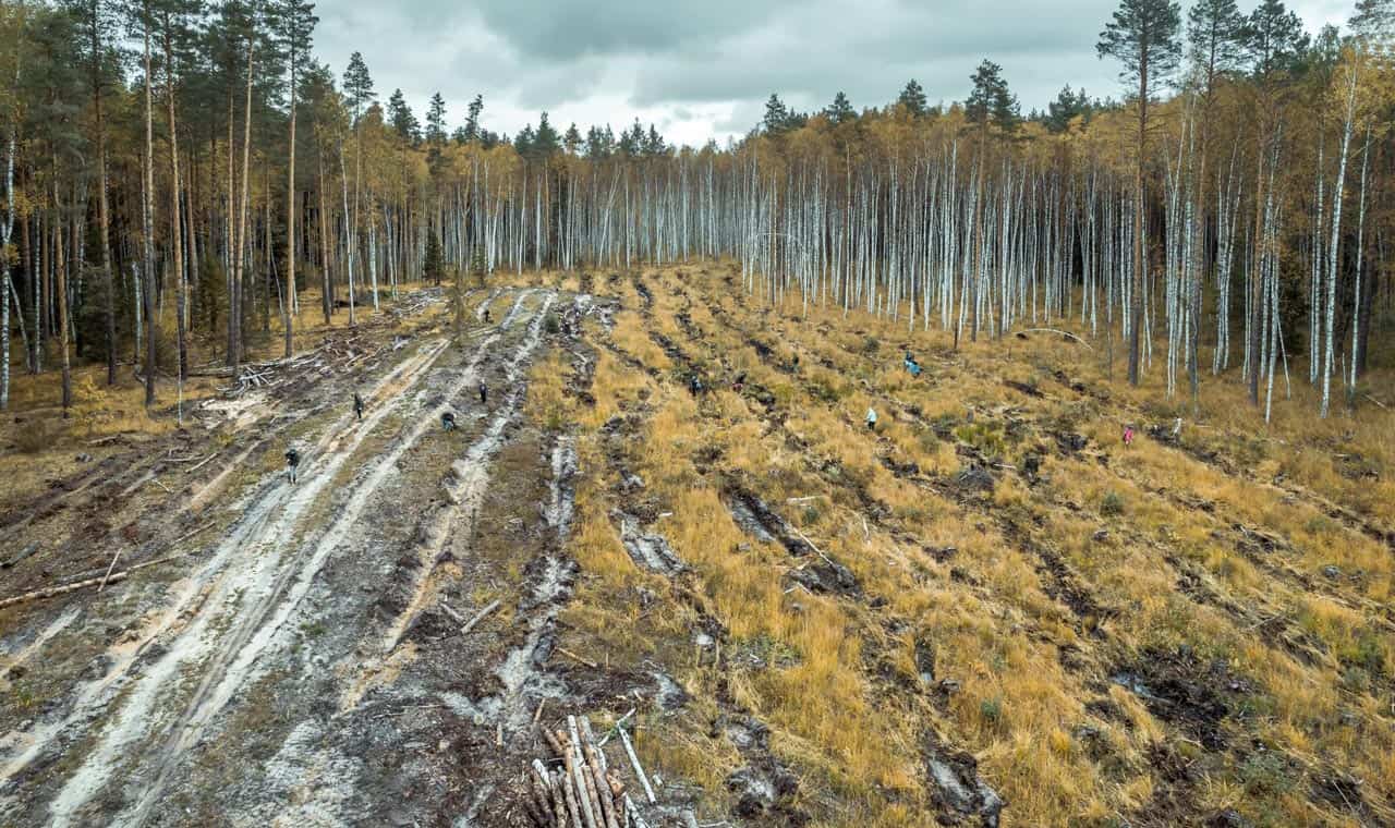 Save the forest trees from getting cut down