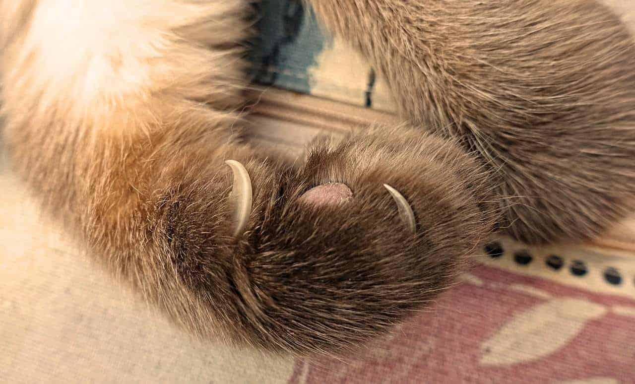 seal pointed cat paw with claws extended