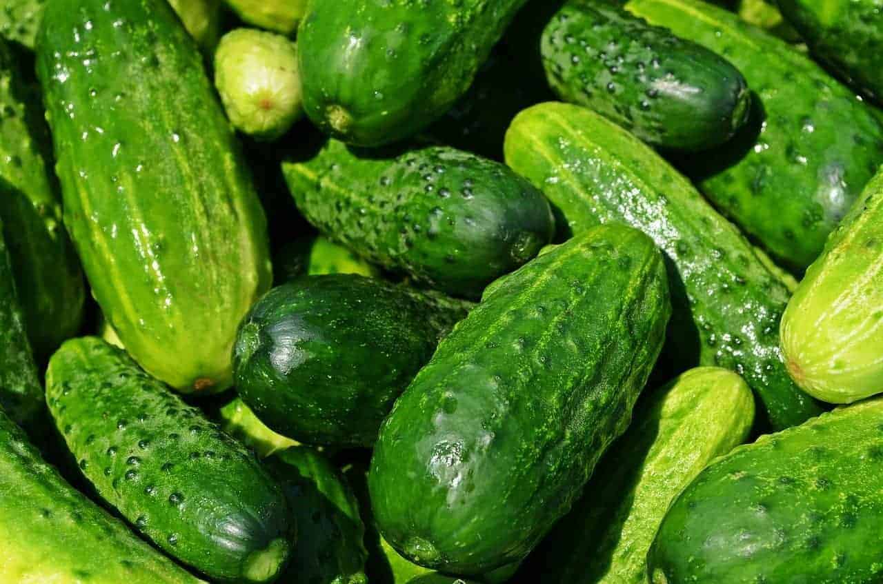 fresh cucumbers.