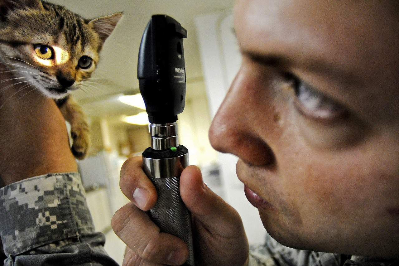 kitten at the vet