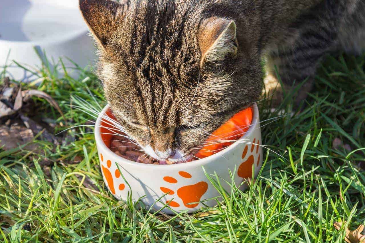 brown tabby cat eating out of orange and white bowl