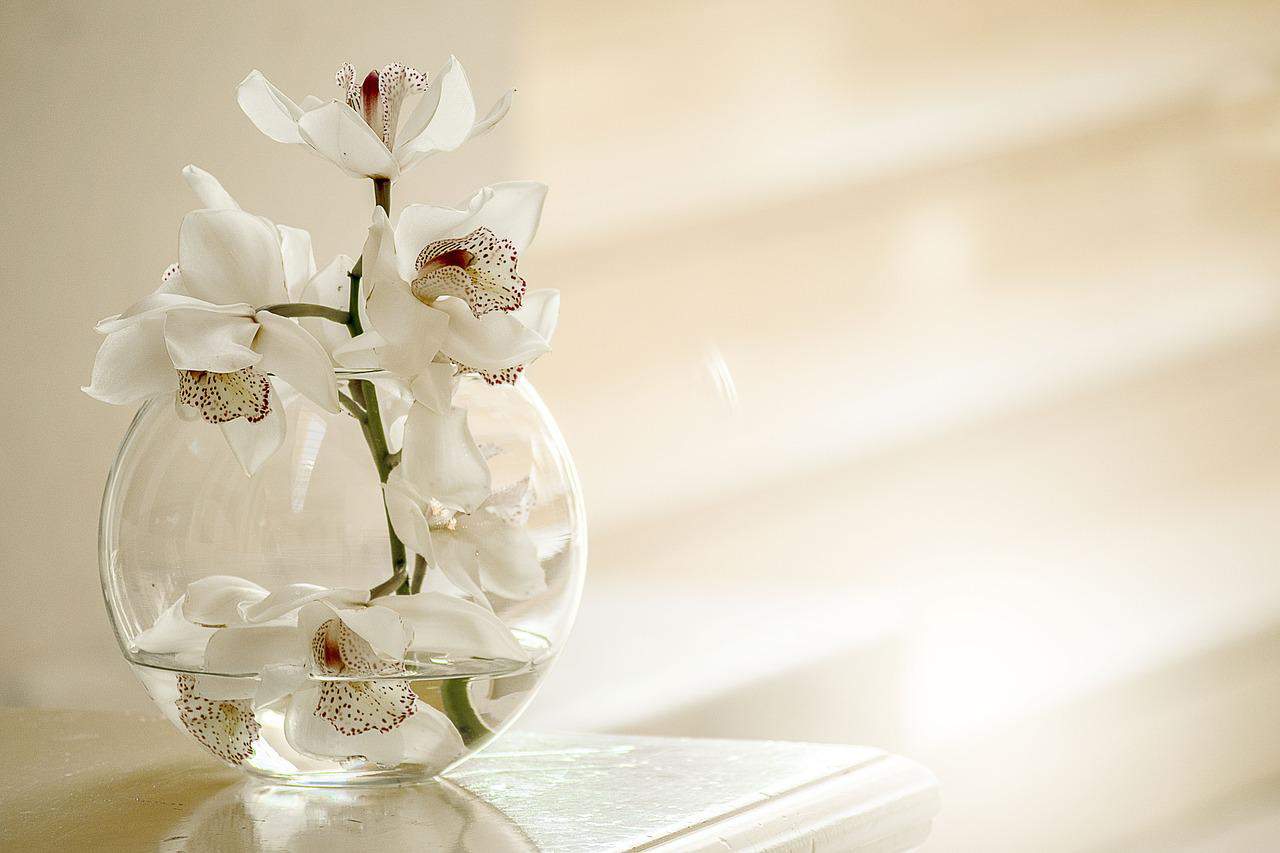 Birth Month Flowers Meaning Guide: What's My Birth Flower