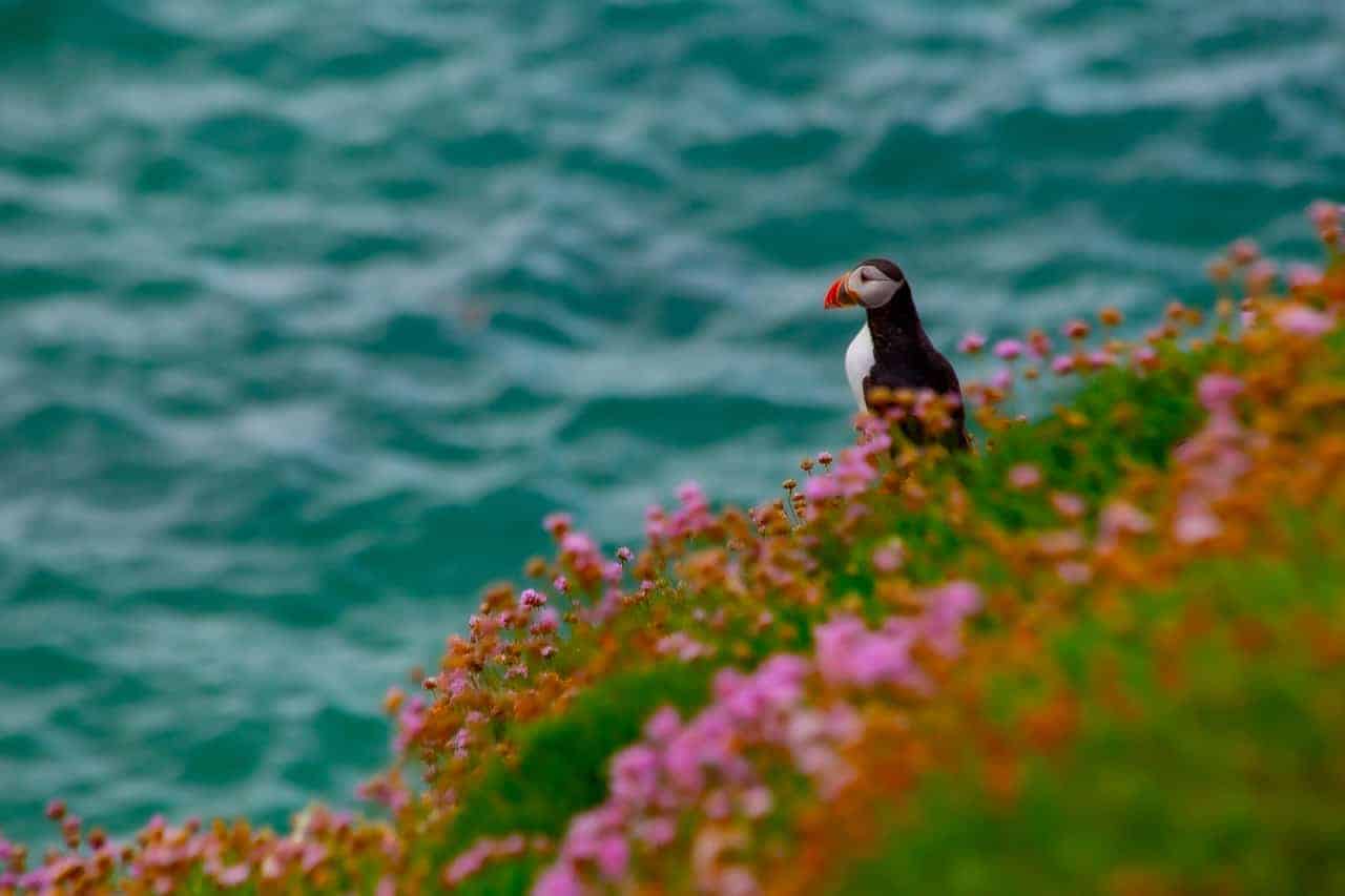 Ireland - Saltee Islands