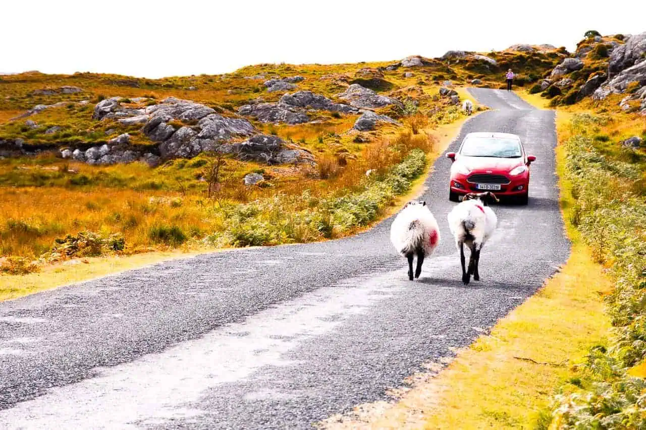 Ireland - On the road-bogroadsheep