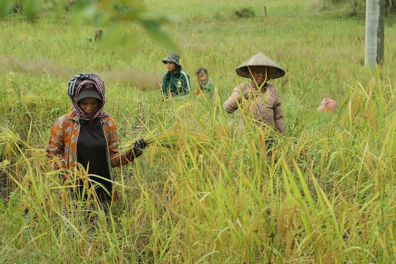 Cyclists riding along rice fields in rural Cambodia between Siem Reap and Phnom Penh on a backroad cycling tour through scenic countryside landscapes.