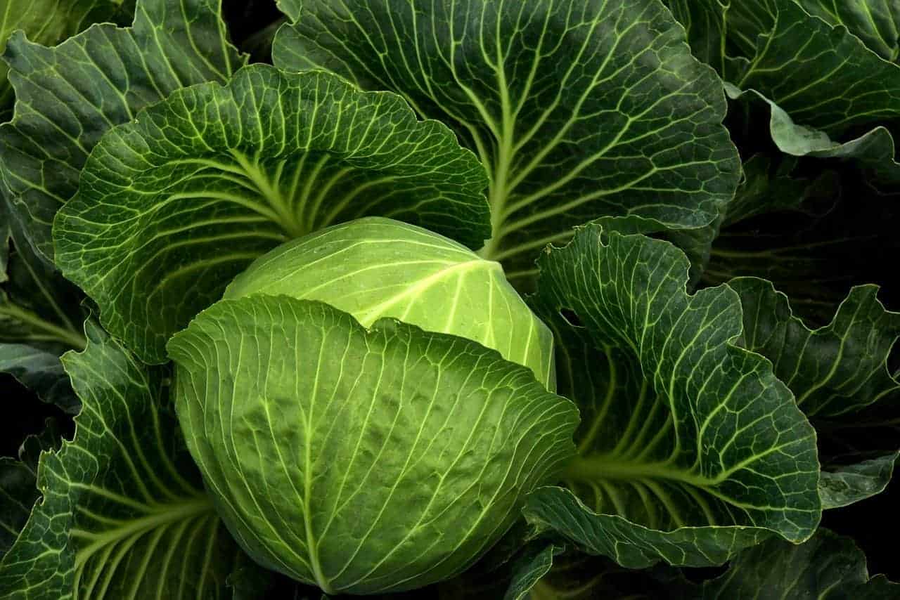 Young cabbage is a favorite summer vegetable.