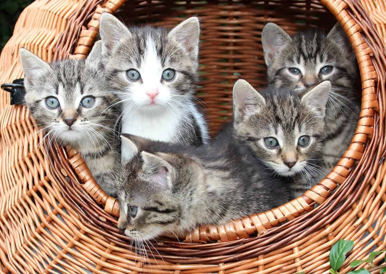 litter of tabby kittens in a basket spay neuter facts and statistics