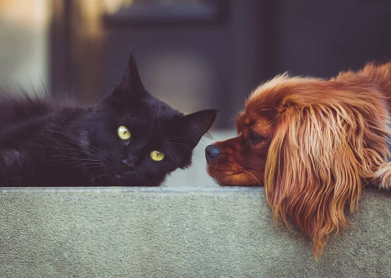 Techniques pour animaux