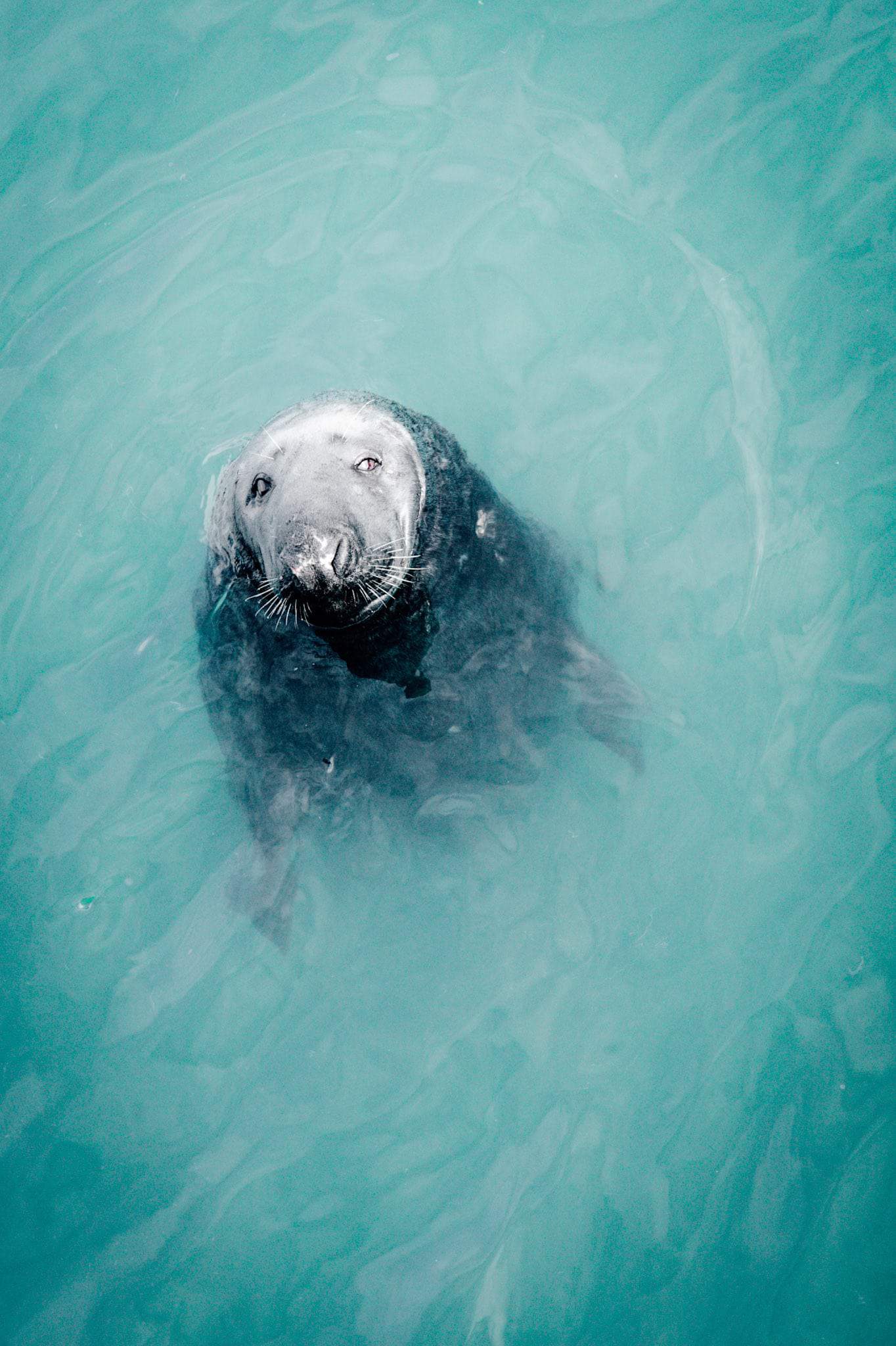Ireland-Howth-West-Pier-Seals-close-up