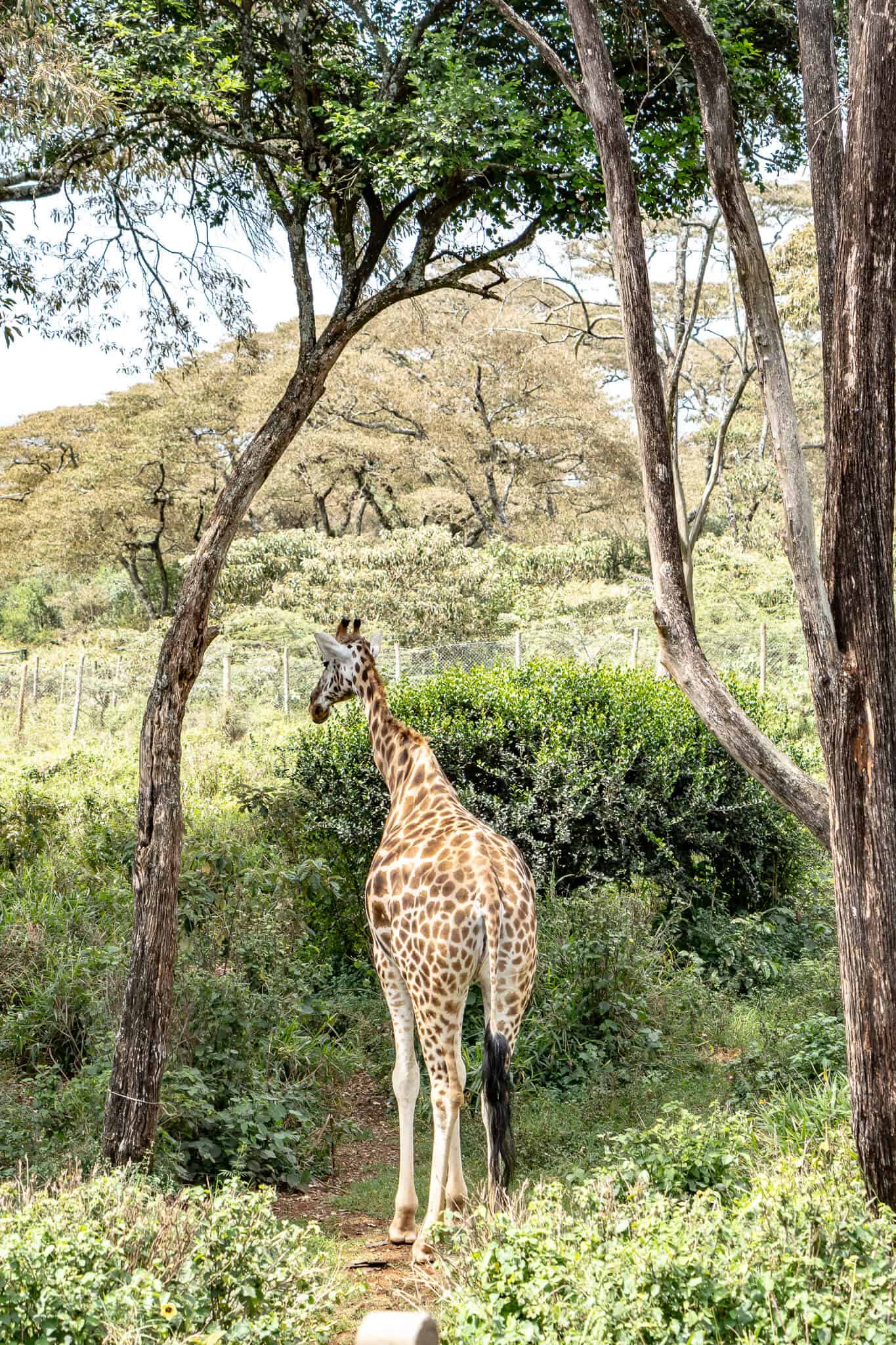 Giraffe zwischen den Bäumen
