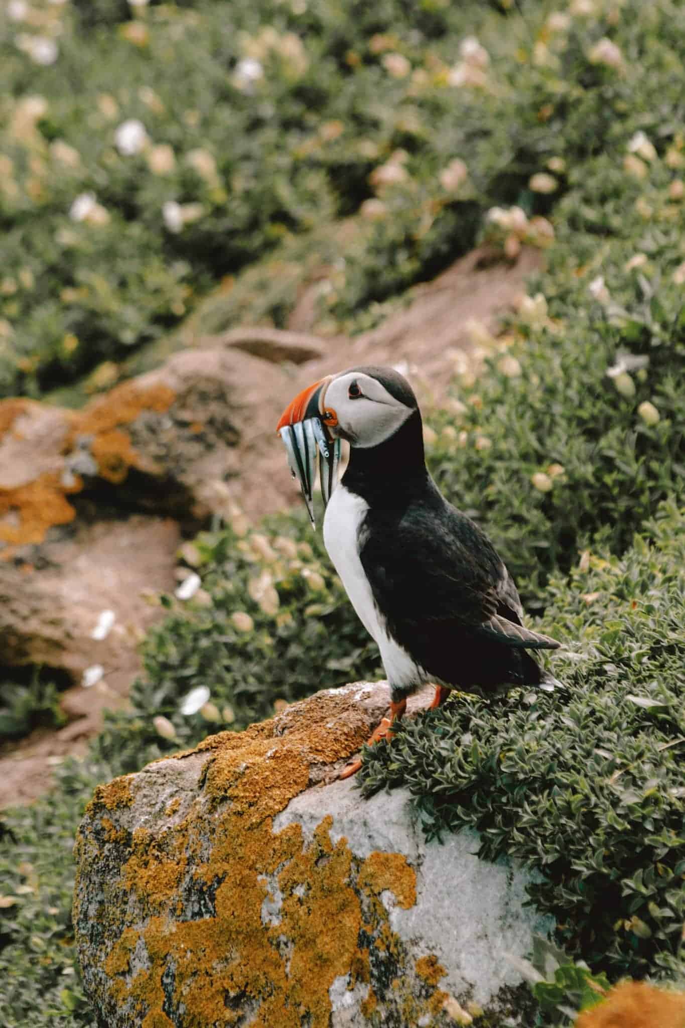 Puffin with fish in their beak