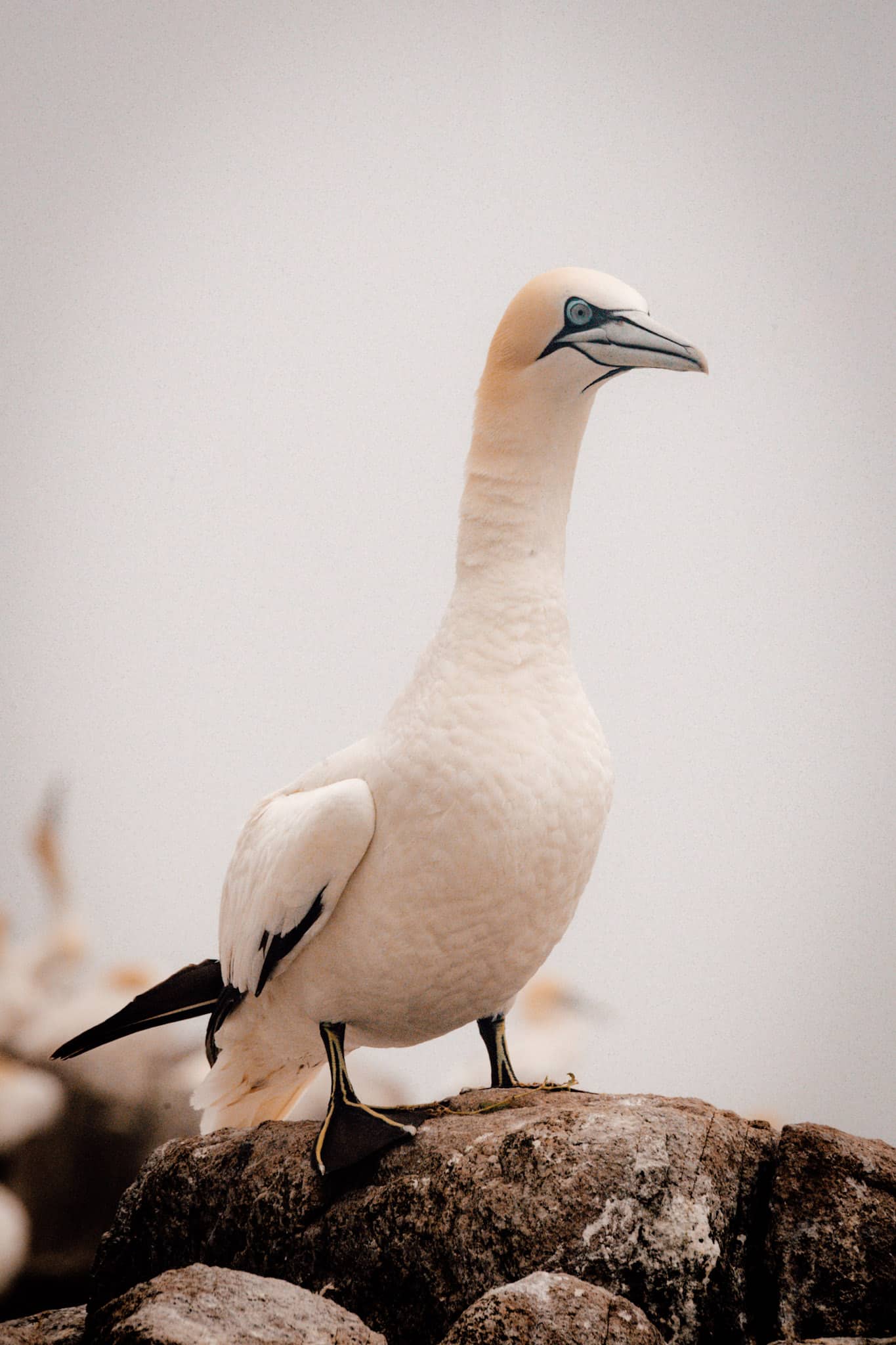 Great-Saltee-Island-Ireland-Gannets