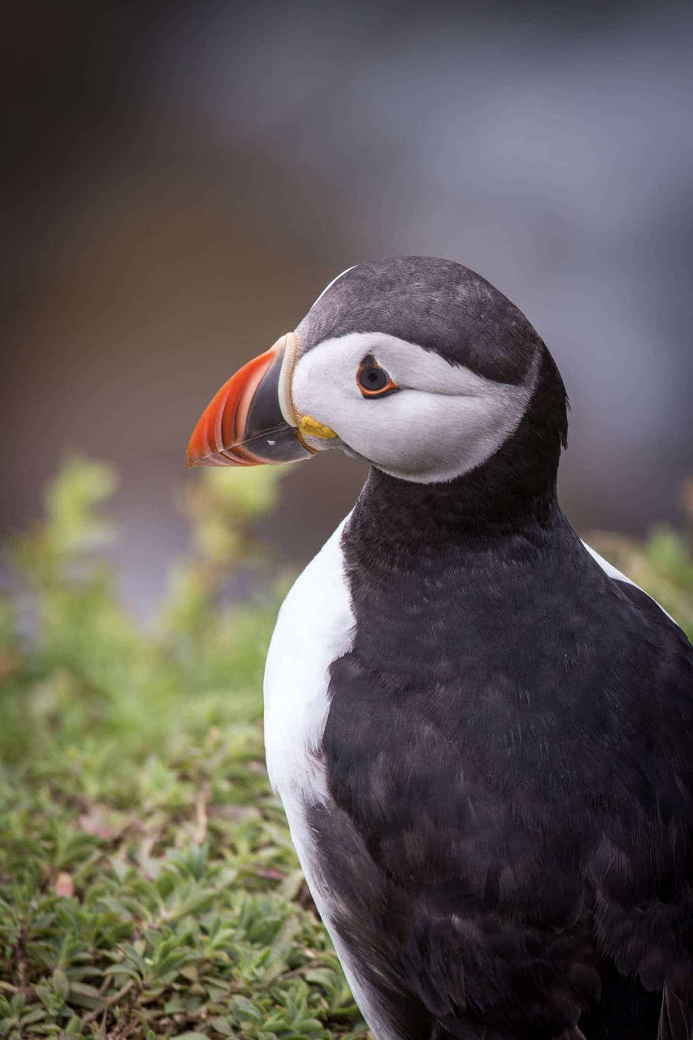 Ireland - Saltee island - puffin close up