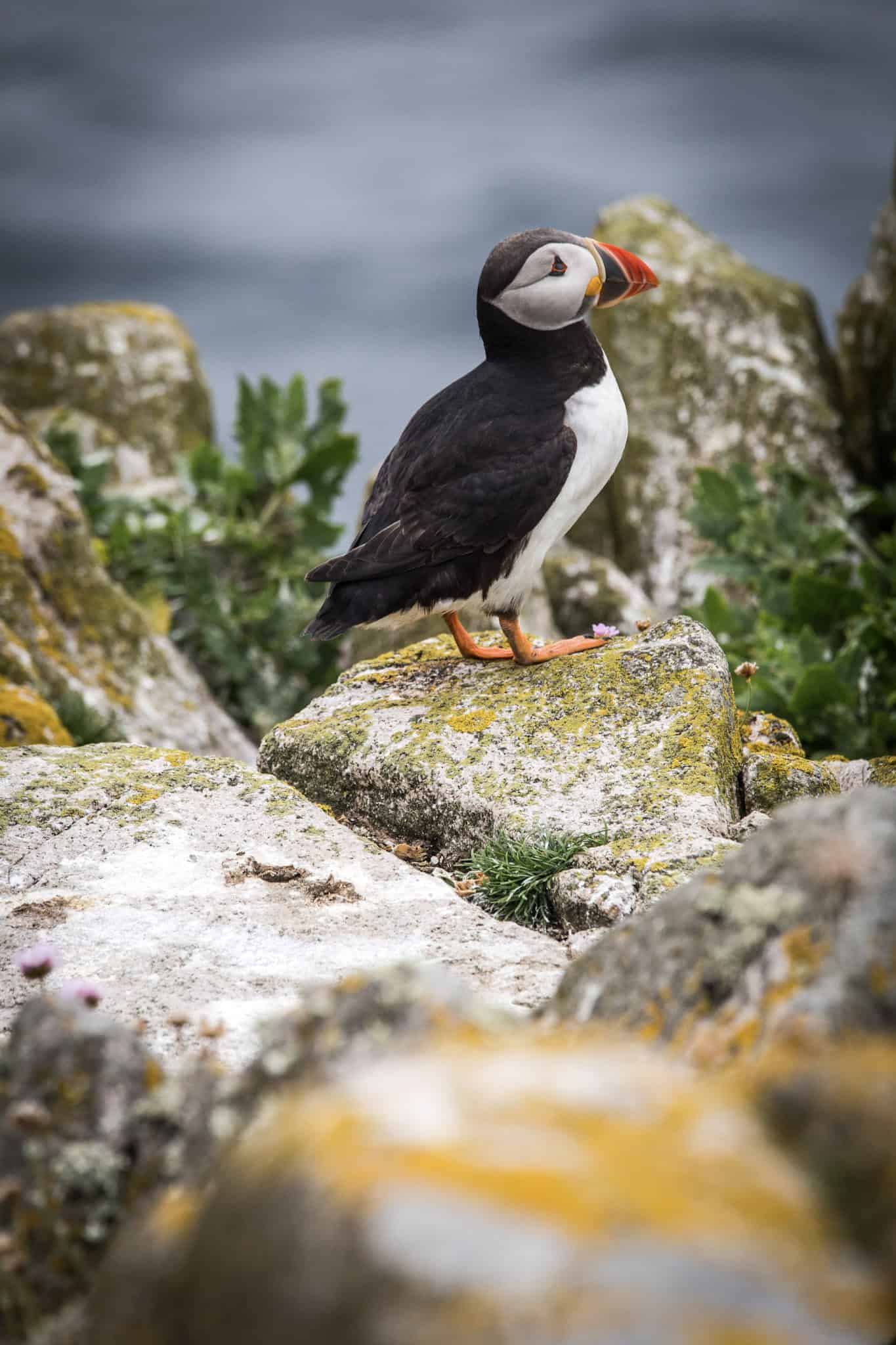 Puffin Bird - Ireland