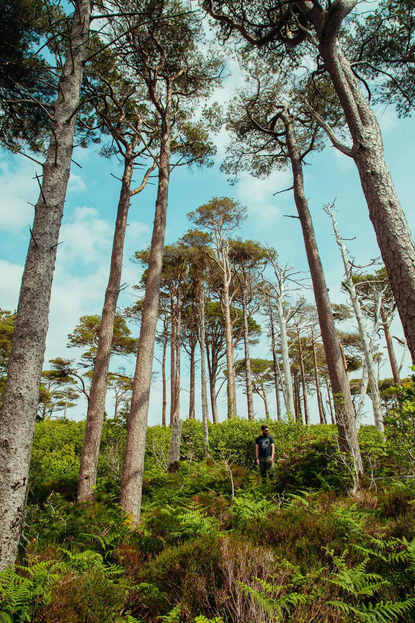 A person walks through a dense forest of tall pine trees, with lush green undergrowth and a bright blue sky above.