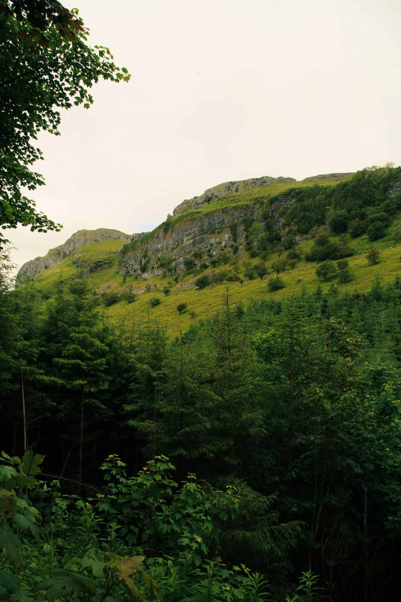 A dense forest of green trees nestled against a steep hillside, with rocky cliffs at the top. The scene feels serene and untouched, framed by overhanging branches.