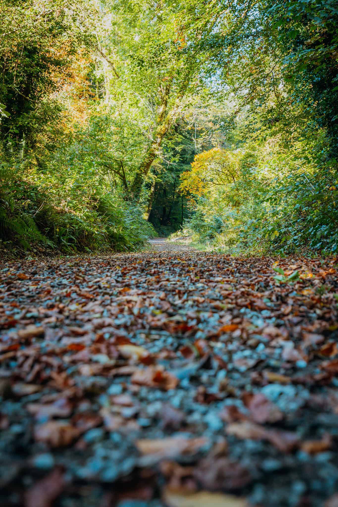 A low-angle view of a forest path blanketed with colorful fallen leaves, surrounded by dense green trees and foliage.