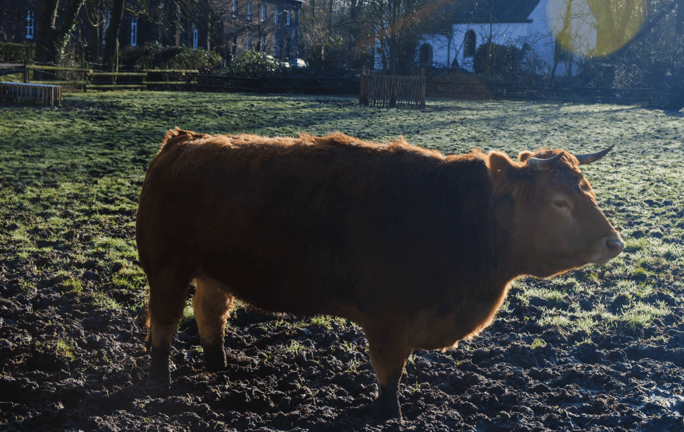 Kinderbauernhof Neuss – Tiere erleben mit Kindern