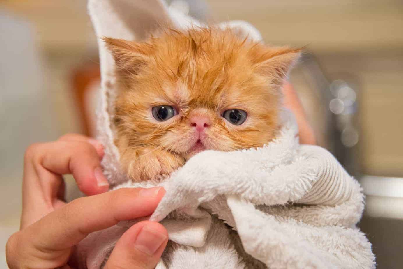 wet red persian kitten