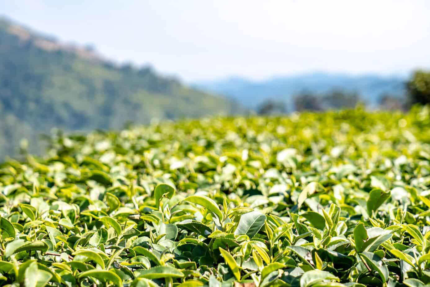 Chiang Rai: White Temple, Geheimtipps & Highlights im Norden Thailands 18 Tea Plantation 101 Doi Mae Salong