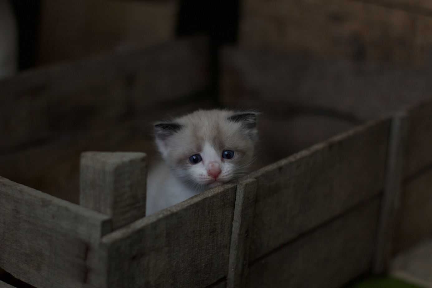 ragdoll kitten hiding in a box