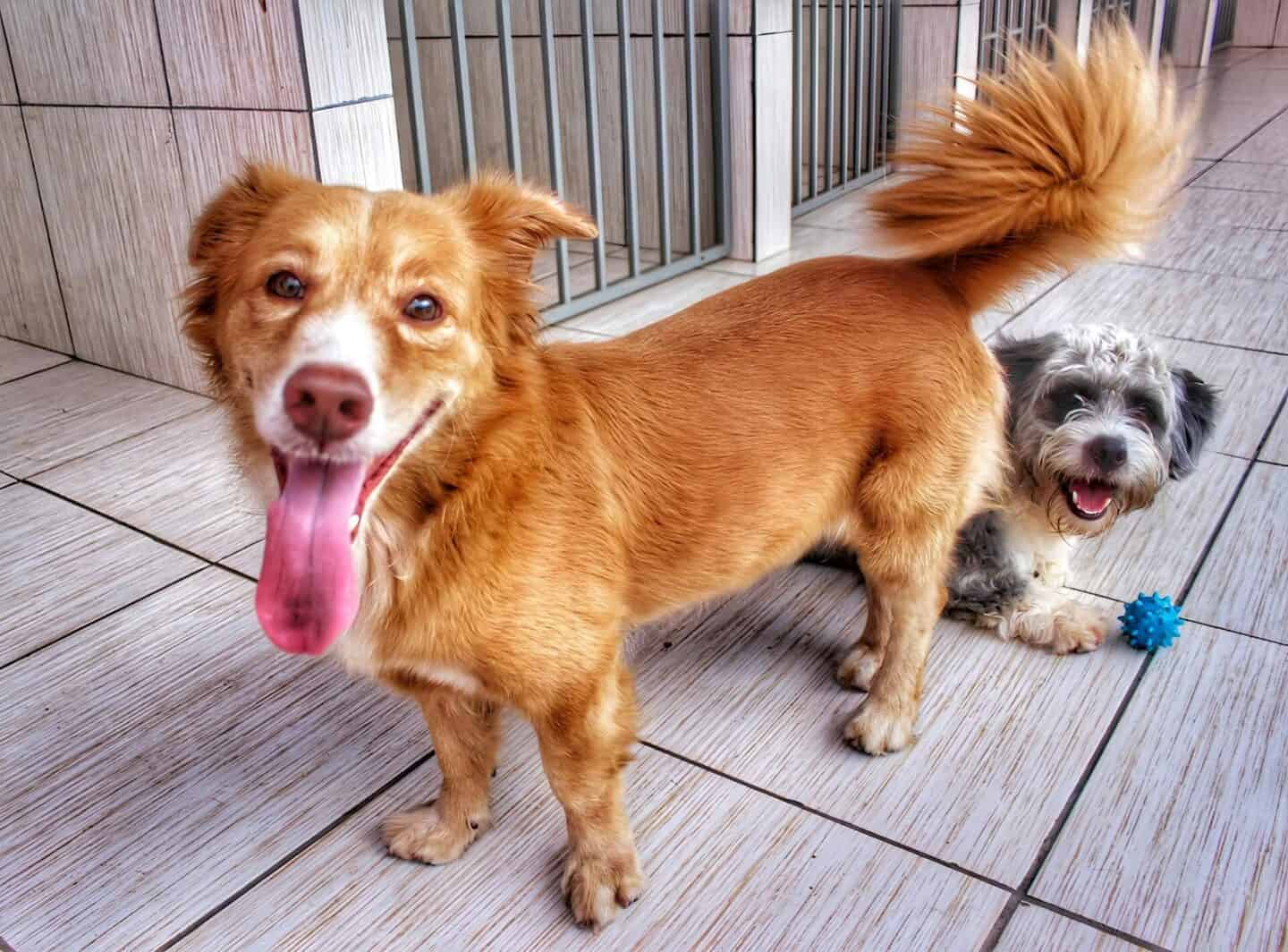 Signs You Need Overnight Pet Boarding Services