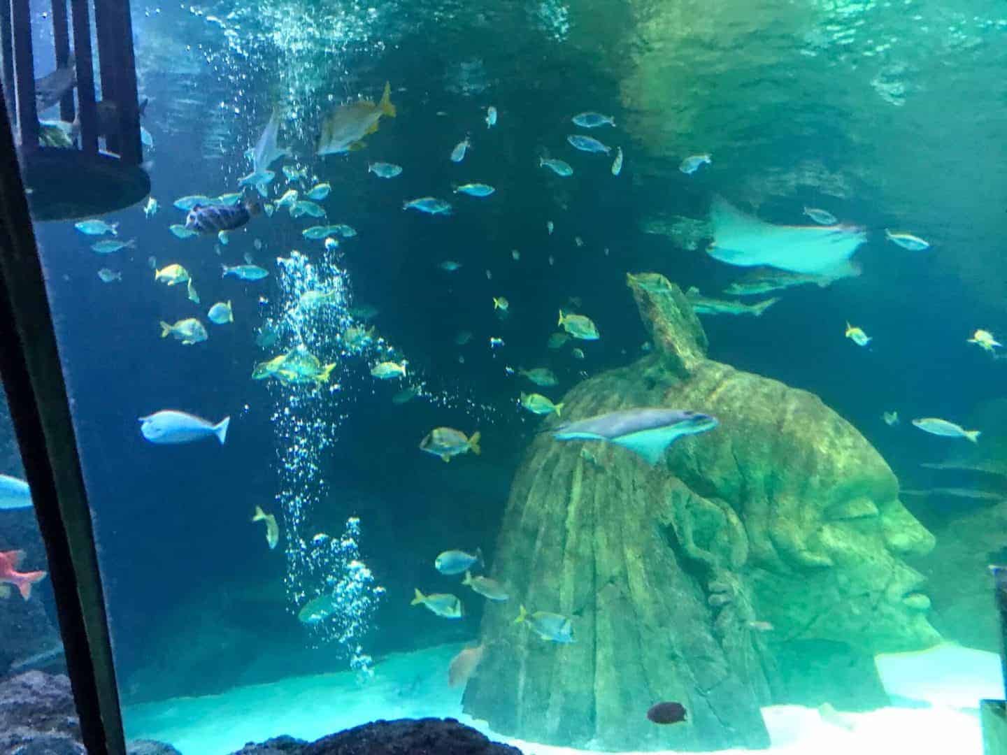 A Day Out In Manchester Sea Life Manchester Aquarium Review Rachel