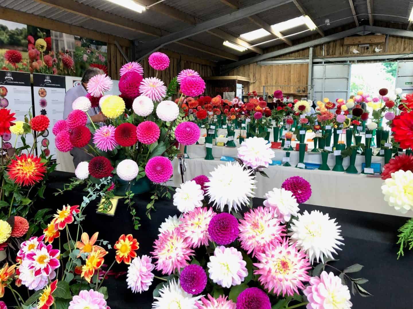 Heligan gardens Dahlia Show