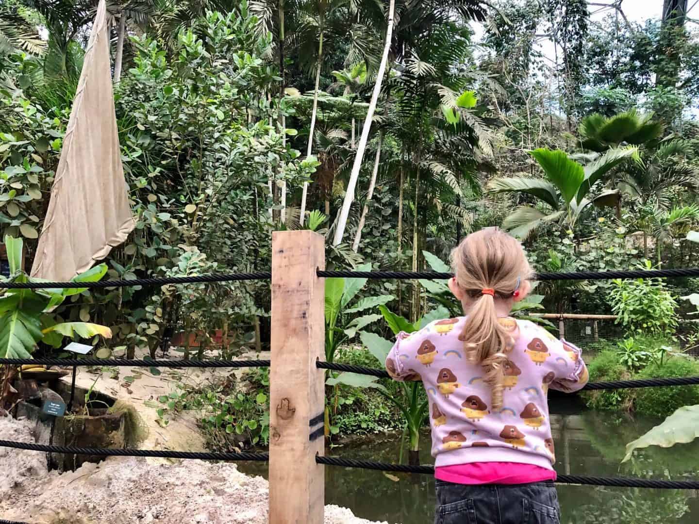 Inside the Rainforest Biome at Eden Project