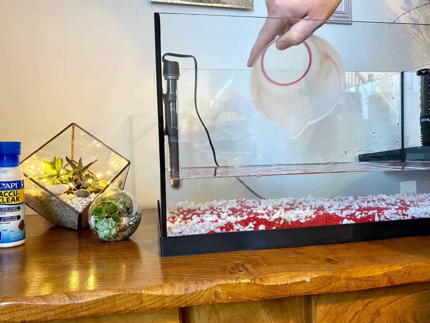 Top Tips On How To Set Up and Care For a Tropical Fish Tank