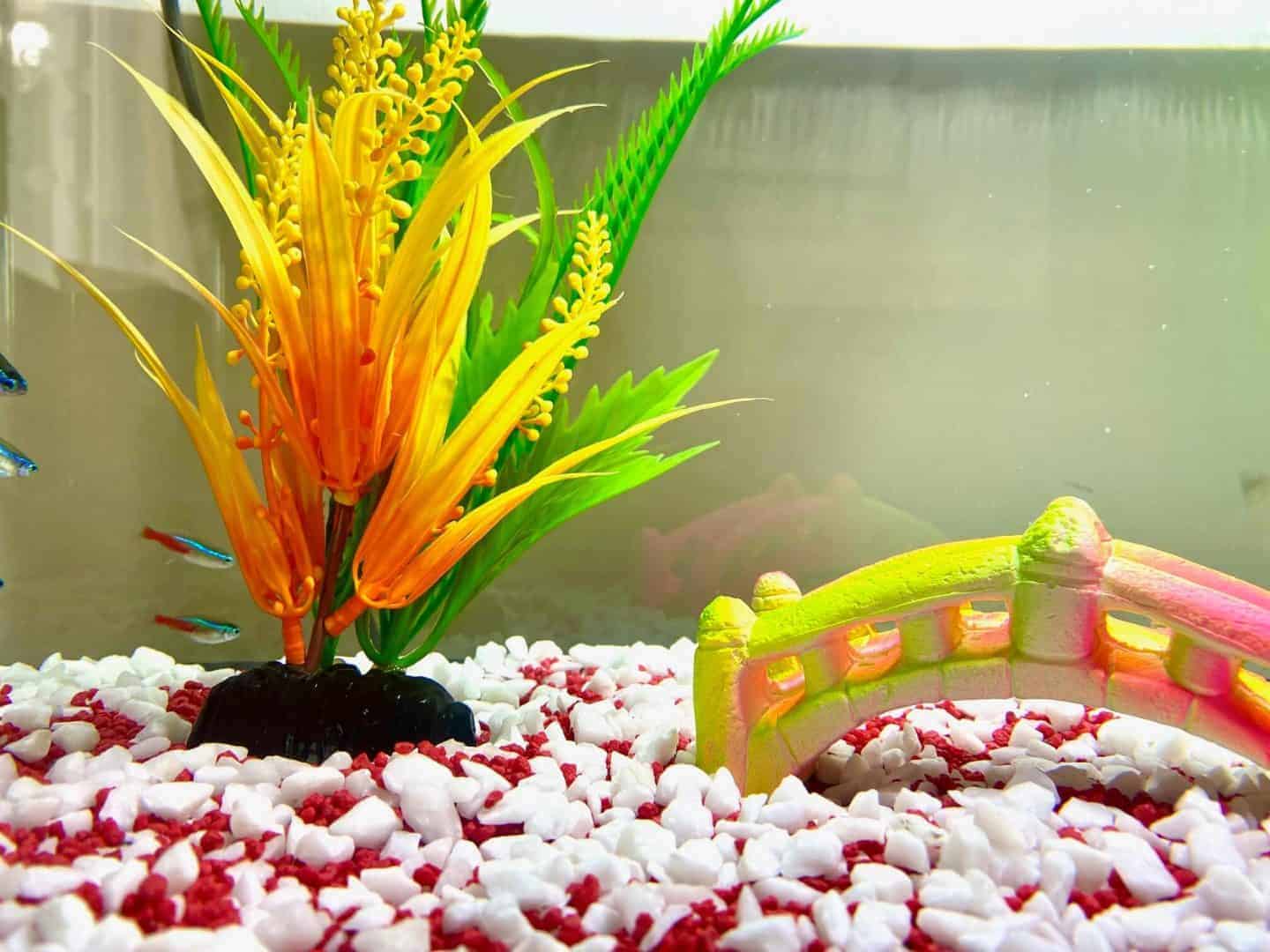 Top Tips On How To Set Up and Care For a Tropical Fish Tank
