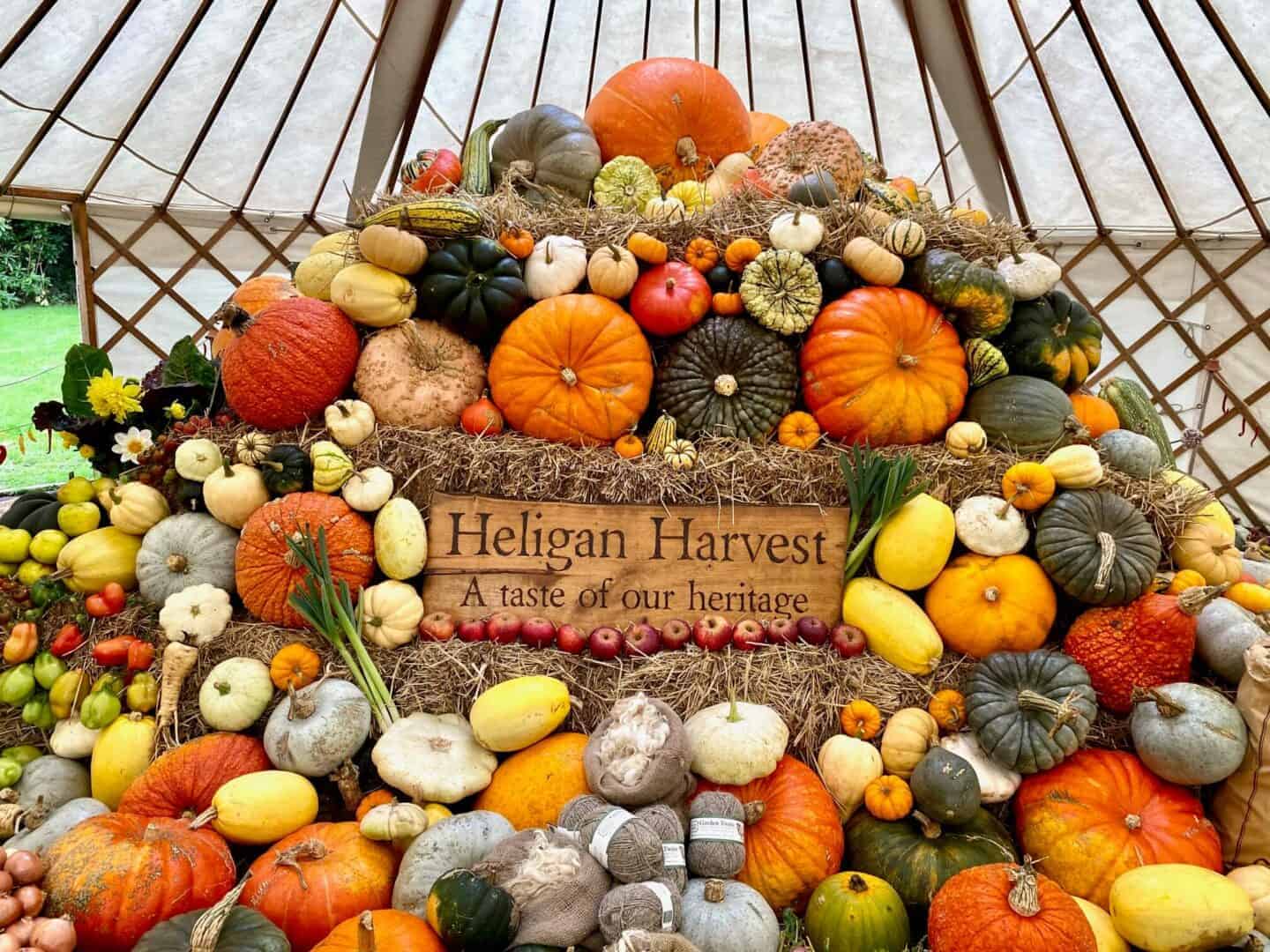 pumpkin picking cornwall