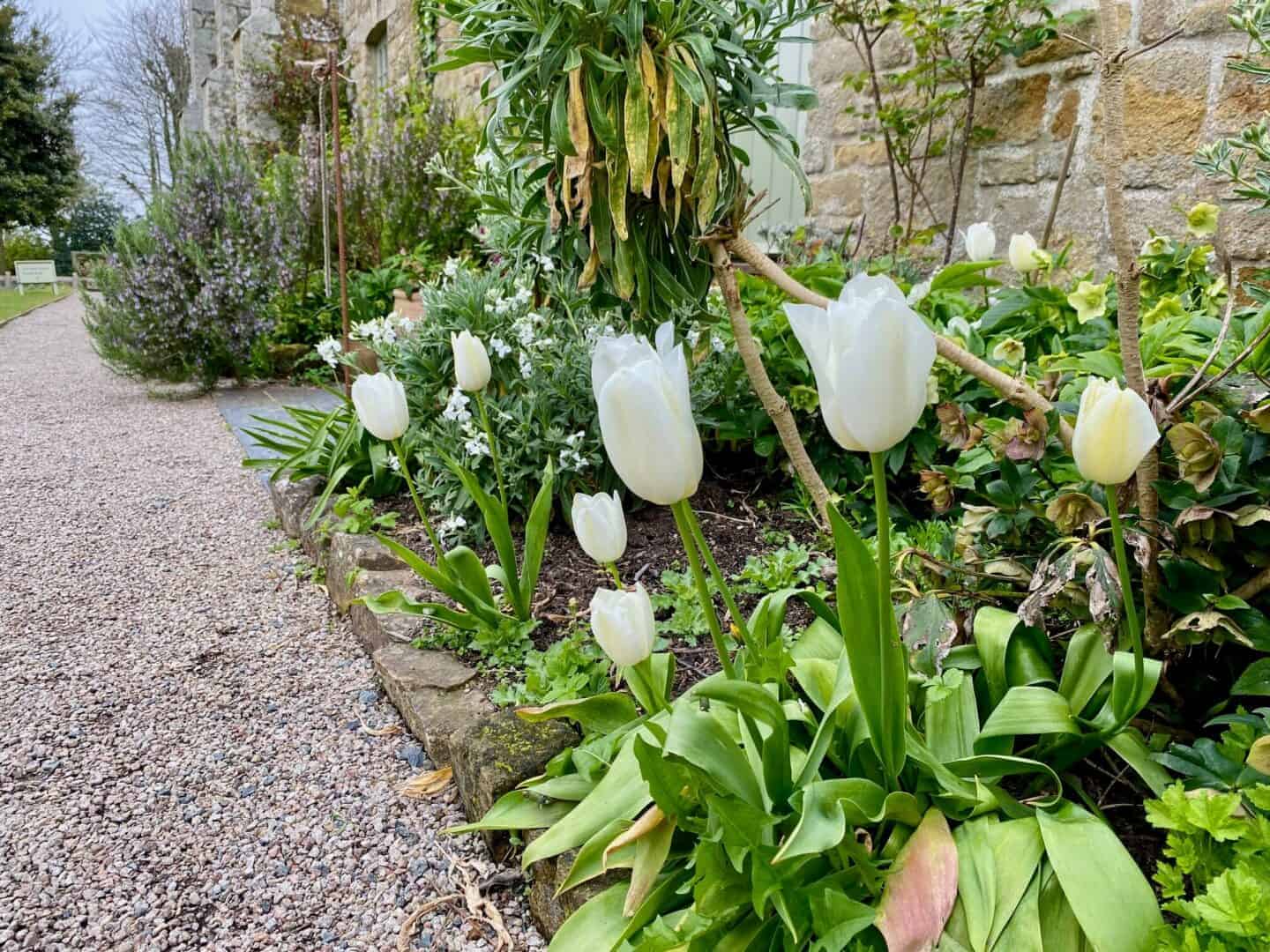 types of tulips - white tulips against the house
