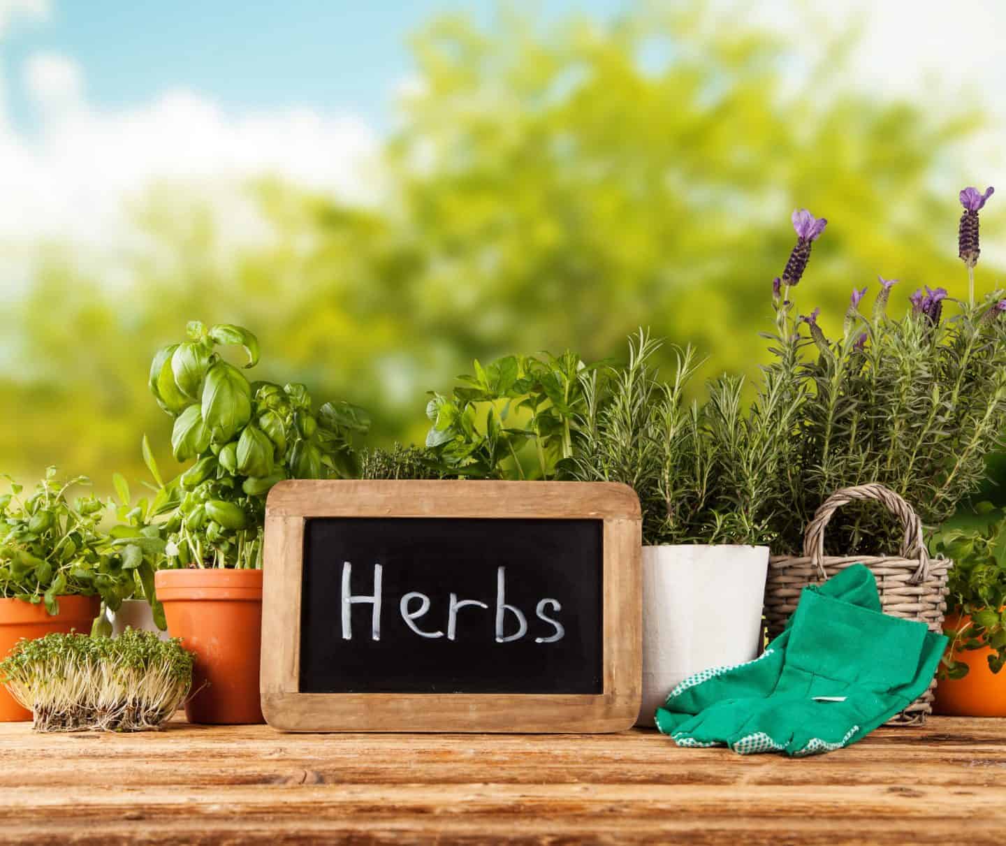 freshly cut herbs from the garden