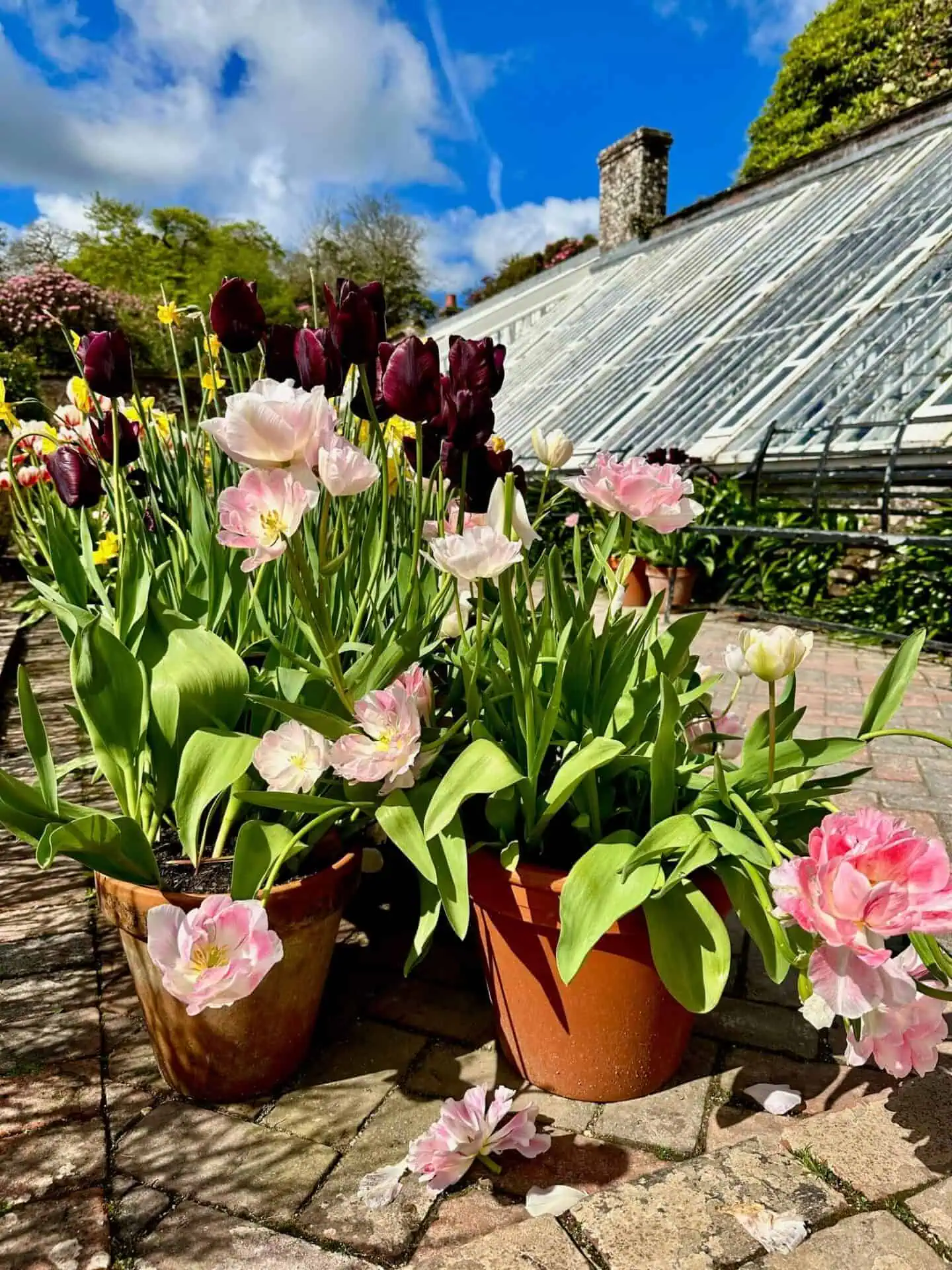 different-types-of-tulips-in-pots