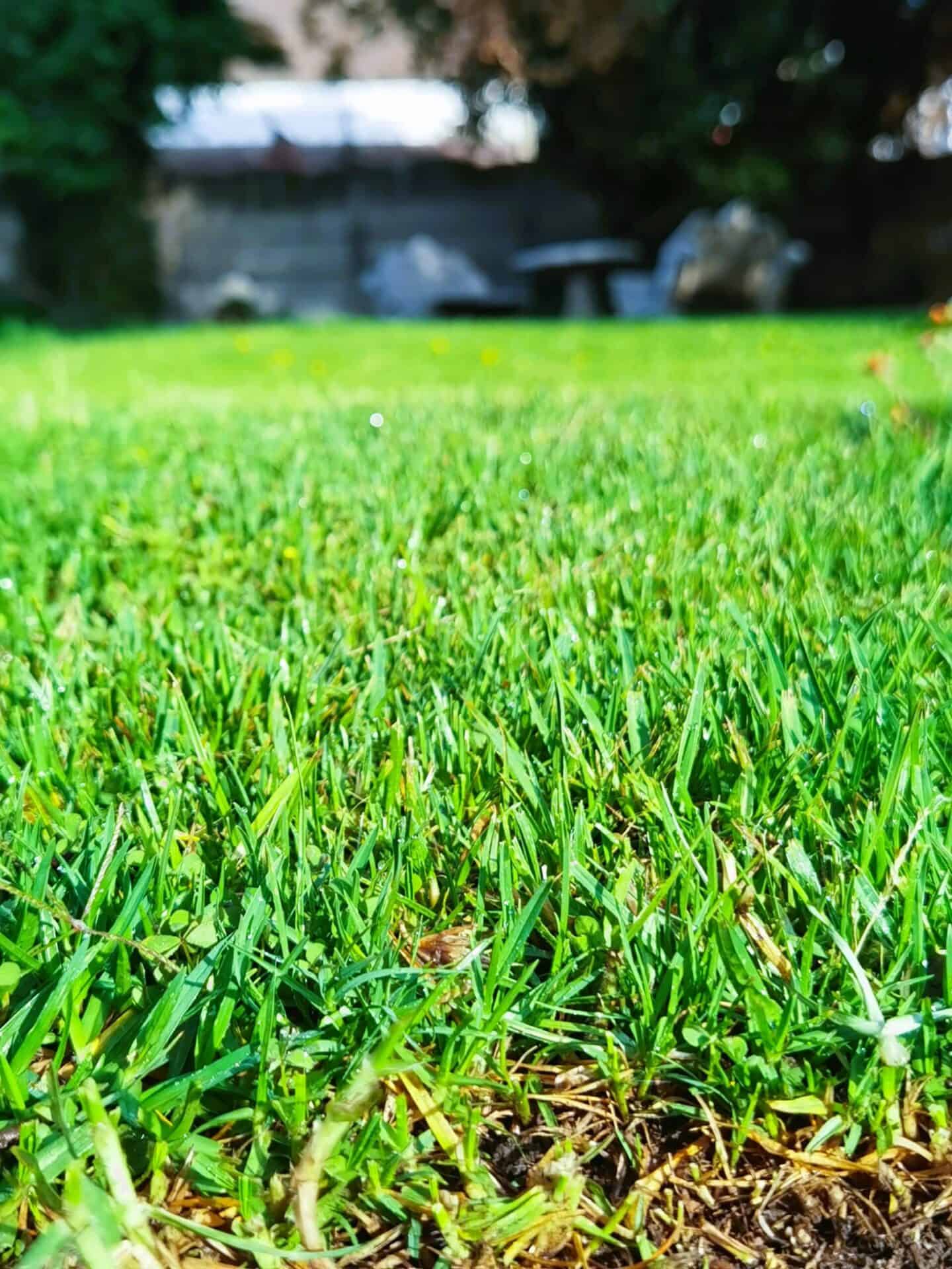 Enhancing Curb Appeal with Smart Lawn Technology