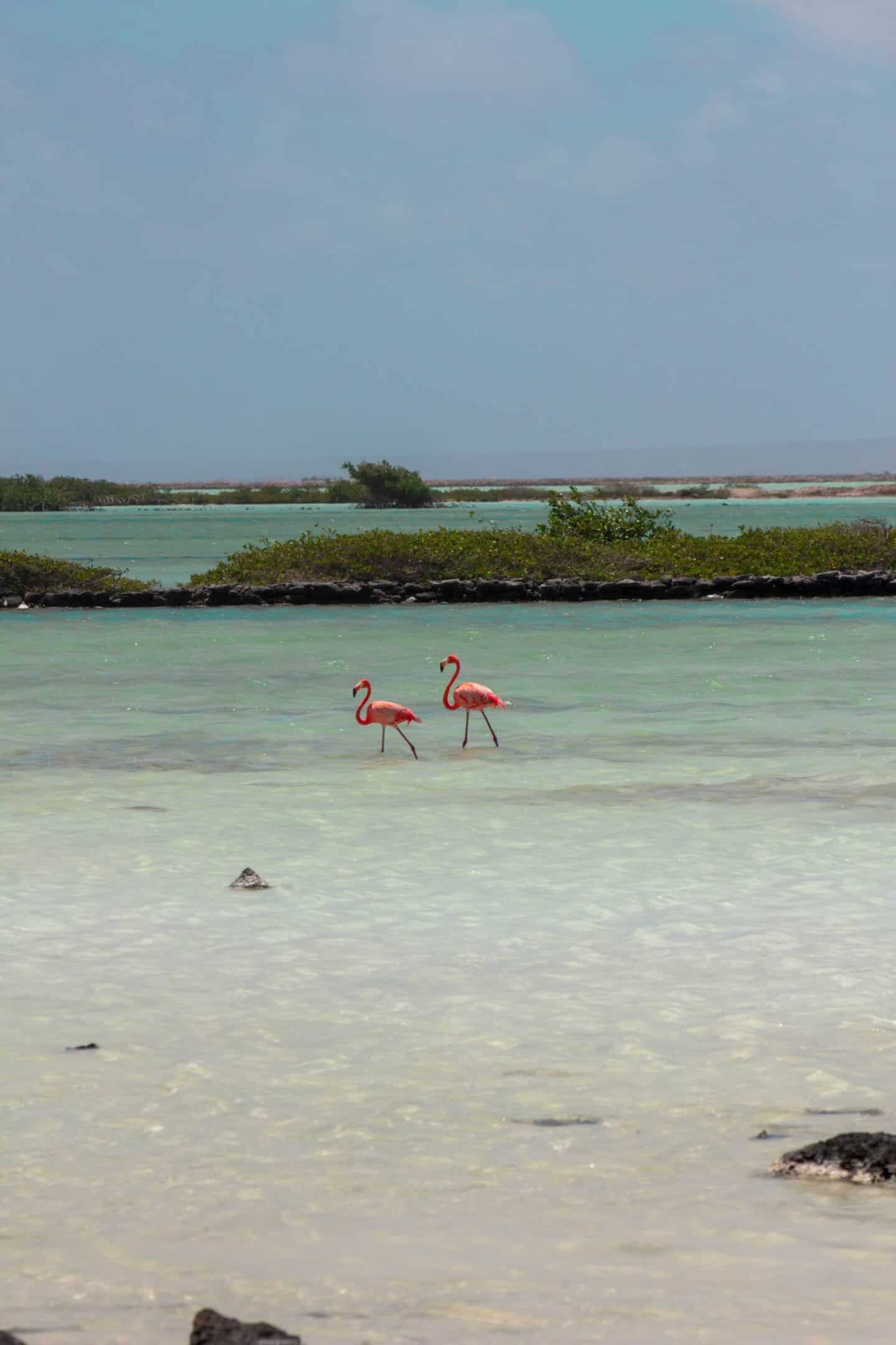 Planning a Trip to Bonaire? Stay at Sunwise’s Oceanfront Villas